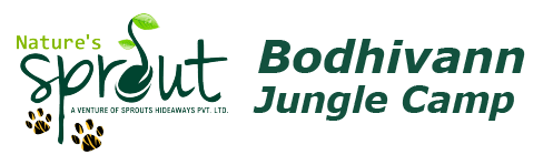 Budget resorts in Tadoba -Bodhivann Jungle Camp